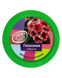 Set Gloxinia hybrid (zk-067) - cheap price - buy-pharm.com