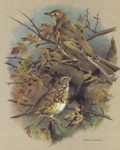 Buy Engraving Basil Ede and Pevchiy thrush ... Offset lithography. England, 1965 | Online Pharmacy | https://buy-pharm.com