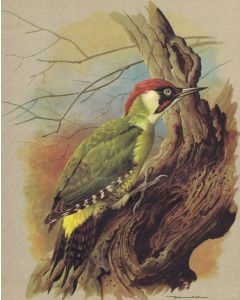 Buy Engraving by Basil Ede The Green Woodpecker. Offset lithography. England, 1965 | Online Pharmacy | https://buy-pharm.com